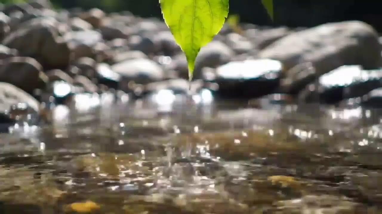 ASMR Water Drops from Leaf — Relaxing Nature Sounds with River Stream Background"