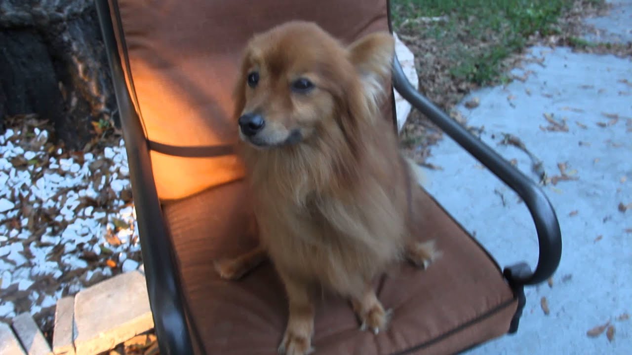 Guardian Angel Dog Rescue Tampa Fl Guardian Angel Dog Rescue Tampa Fl