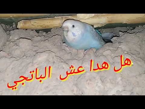 شاهد كيف صنع البادجي عش في تراب سبحان الله 