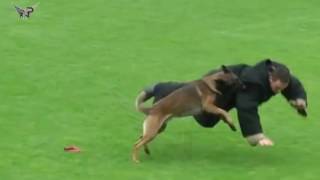 Malinois DOG ATTACK   Best Attacks AMAZING