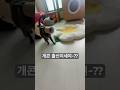 몸개그하는 고양이 고양이 러시안블루 먹이퍼즐 웃기는고양이 고양이몸개그 몸개그하는 고양이 고양이 러시안블루 먹이퍼즐 웃기는고양이 고양이몸개그