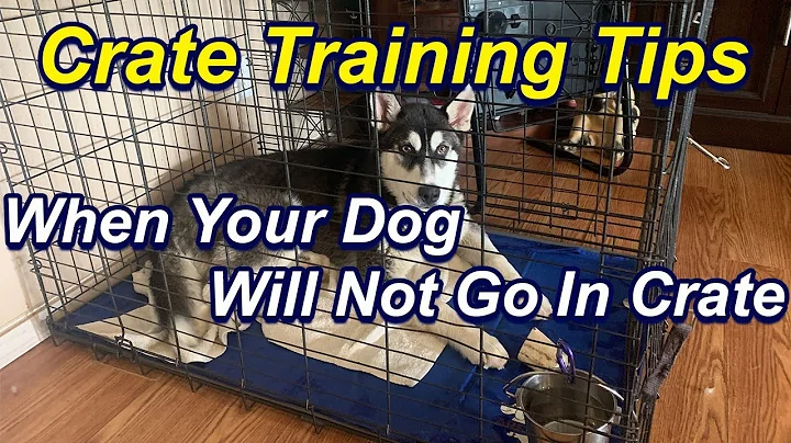 How to Crate train a dog that will not go into crate