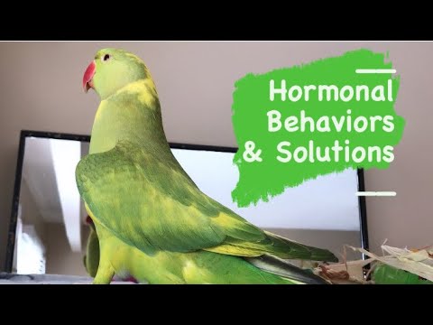 Parrot Hormonal Behaviors, Triggers and Solutions | IRN