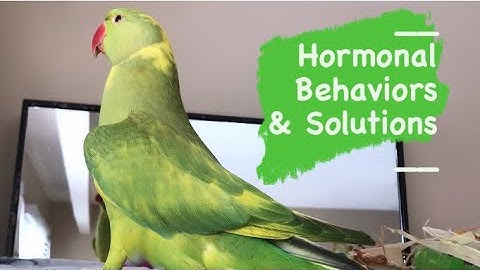Parrot Hormonal Behaviors, Triggers and Solutions | IRN