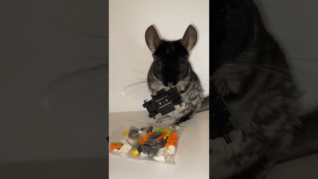 Chinchilla vs lego f1 🤣 