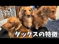 ダックスフンドの特徴