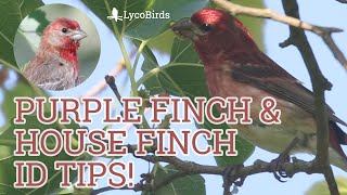 Purple Finch vs. House Finch - Bird Identification