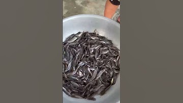 Cung cấp cá trê vàng giống loại 1. Hỗ trợ kĩ thuật nuôi và đầu ra cá thịt giá tốt. 0909.77.0509