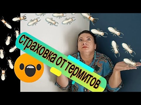 Видео: Какво означава терминът изпълнителен дом?