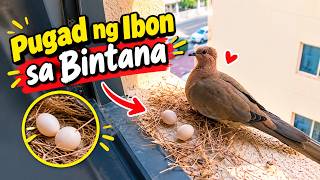 Pugad ng Ibon sa Bintana 