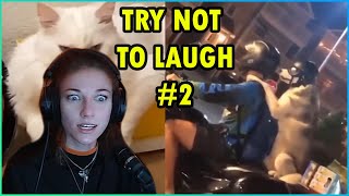 Try not to laugh challenege #2 | Kruzadar Reacts