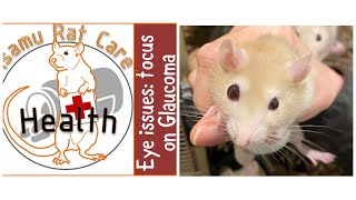 Eye issues; focus on Glaucoma by Isamu Rat Care 1,771 views 3 years ago 26 minutes