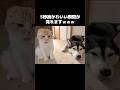 5秒後...猫の可愛い瞬間が見れます#shorts