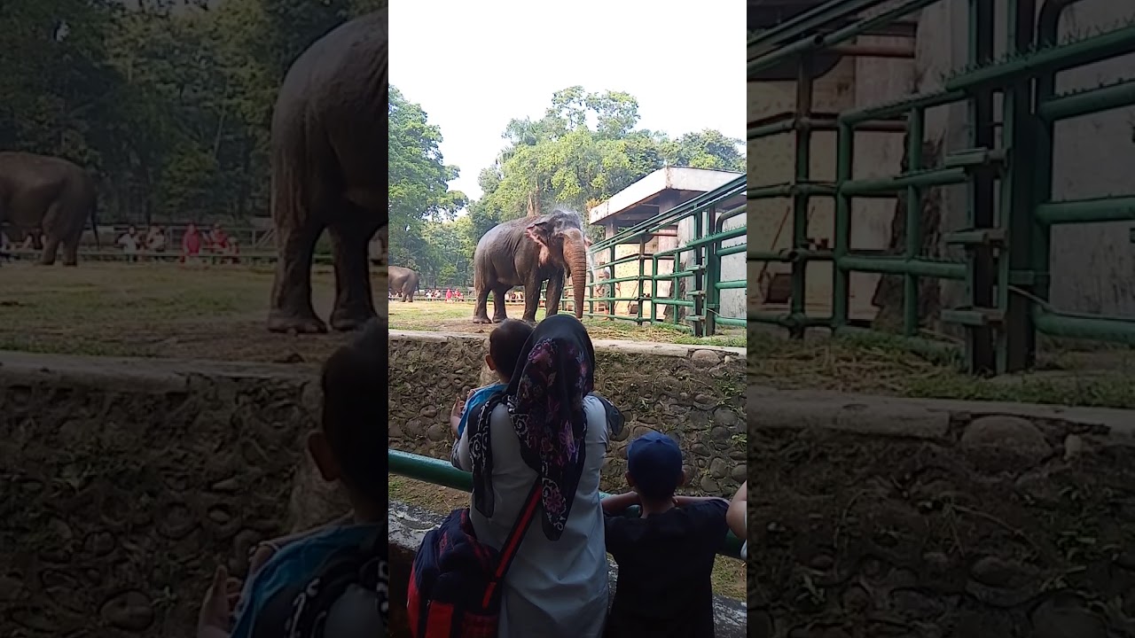  Ragunan  zoo  YouTube