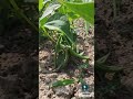Raccolgo i fagiolini #farming