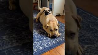 Cute Dog With Her Family