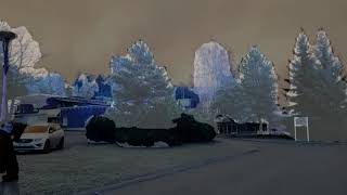 semantic segmentation for tree