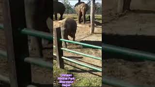 Chitawan National Park Bharatpur Nepal