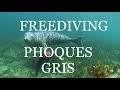Freediving   Phoques Gris 2021