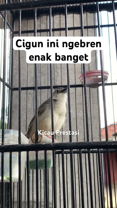 Cigun ngebren panjang enak banget