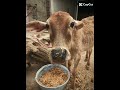 "Mera Chhota Sa Sher 🐮💥 | Desi Cow Baby Edit | CapCut Viral Reel" |