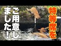 池の鯉を狙っていた茶トラ猫にまさかのハプニング発生!猫散歩