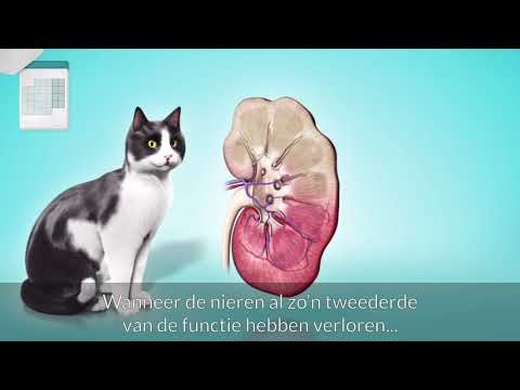 Video: Bloedarmoede Door Chronische Nierziekte Bij Katten