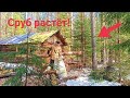 Видали такое? Живая посылка! Сруб лесного дома растёт на глазах! Building a forest house