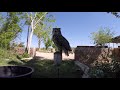 Mocking birds attacking owl