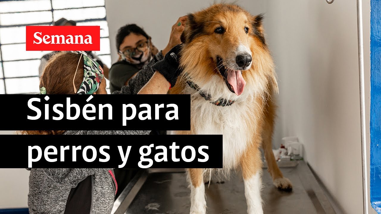 Pereira es la primera ciudad en implementar el Sisbén para perros y gatos en el país