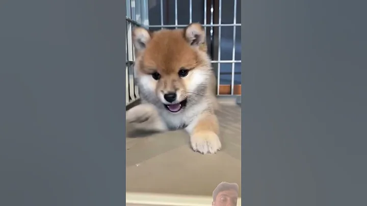 Video 7610631: cats entertainment amazing, cat funny entertainment, cat love fun, small cat