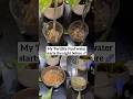 My Fertility fuel’ water starts the night before🩸 #youtubeshorts #fertilityfoods #fertilityjourney