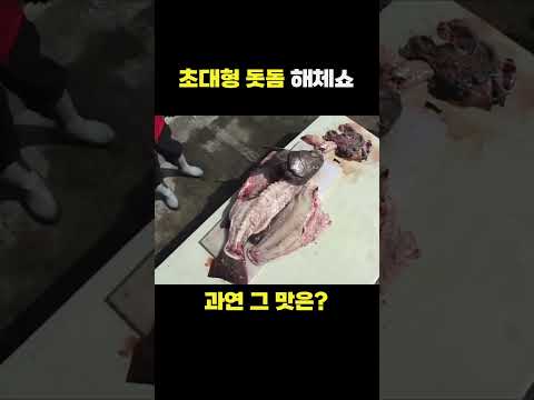 초대형 돗돔을 해체했습니다.. 과연 그 맛은? #shorts