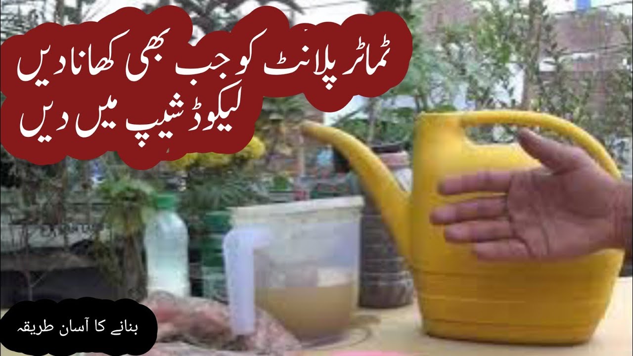 homemade fertilizer for tomato plantsthe best liquid winter fertilizer