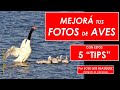 Fotografía de Aves, ¡ Mejorá YA con estos 5 Tips !