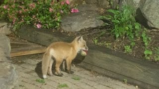 Fox Pups Playing with Dog's Ball