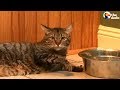 Lazy cat drinks water in the chillest way possible  the dodo