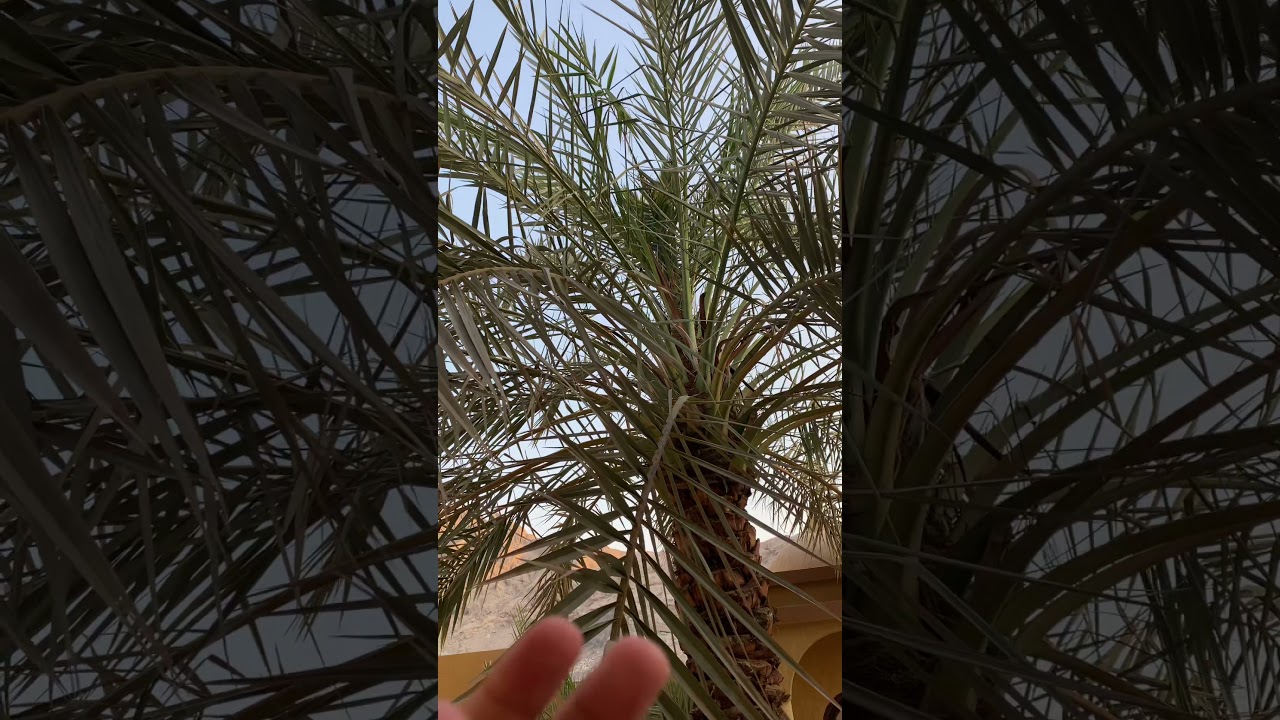 طريقتي في علاج اللفحة السوداء في النخيل وتشجيع نمو القمم المحترقة