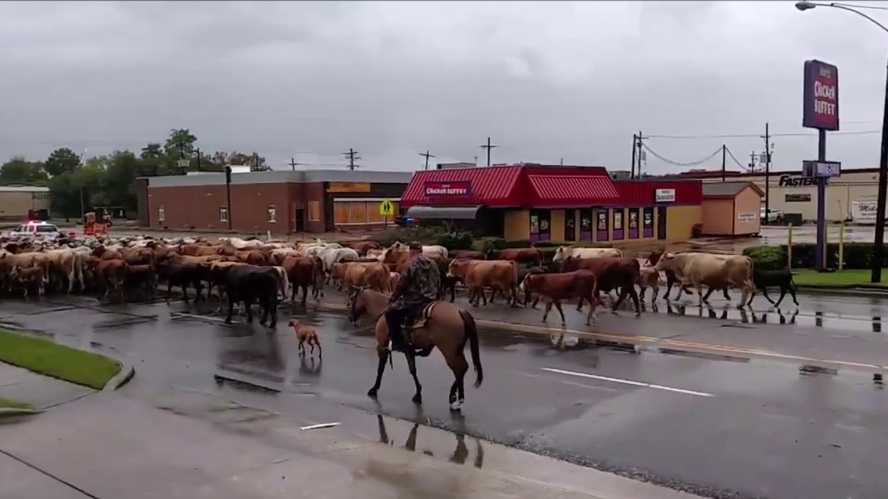 Hurricane Harvey Cattle DriveRawhide YouTube
