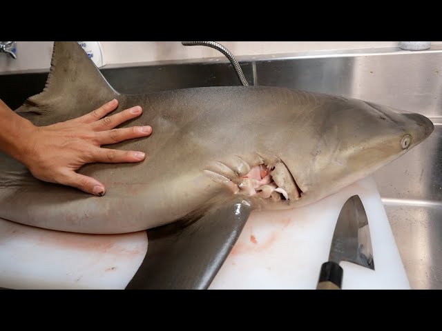 Gigantic Creature Comes out of Gigantic Shark's Stomach - YouTube