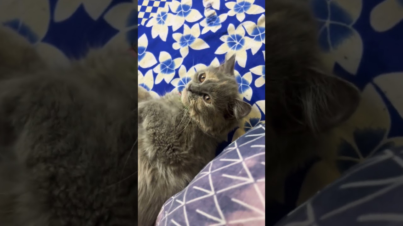 Luna play time Funny😹 