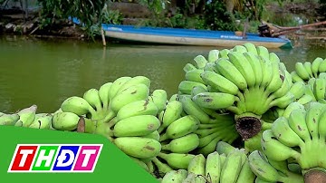 Hậu Giang: Giá chuối xiêm ở mức thấp | THDT