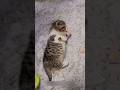 Cutest kitty at home!! #kittenlove #funny #kittiesdiarycat #kitties #subscribe #shorts #reels #cat