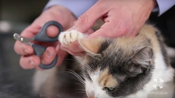 How to Safely Trim a Cat