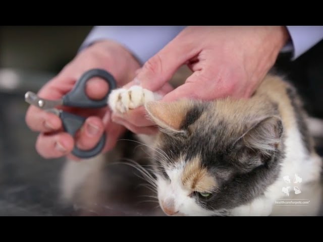 How to Trim a Cat's Nails (Who Won't Cooperate): 12 Vet-Approved Tips -  Catster