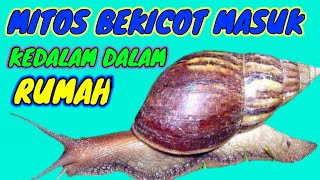 MITOS BEKICOT MASUK RUMAH