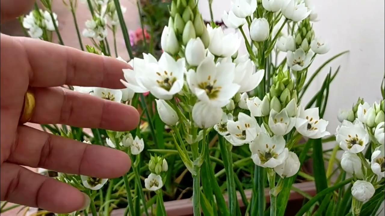 How to Grow Ornithogalum Plants from Bulbs. A Complete Care Tips