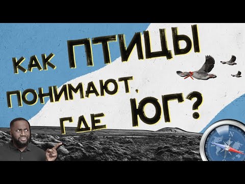 Как птицы понимают, где юг? Хороший Вопрос