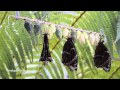 Hatching of Blue Morpho butterflies (Morpho peleides) in HD