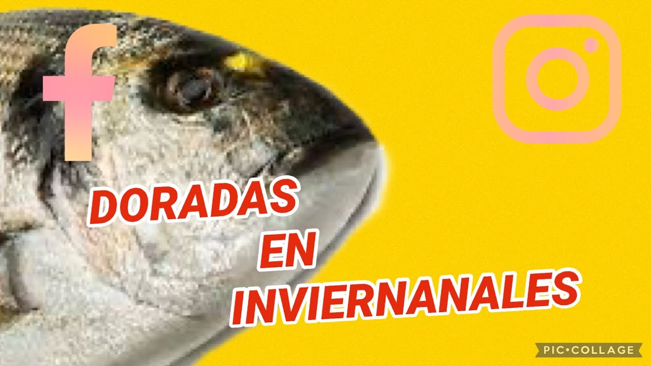 JORNADA DE MUCHAS CAPTURAS Y SUELTAS DE DORADAS Y MABRAS